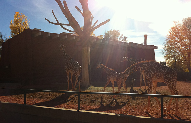 zoo038.jpg