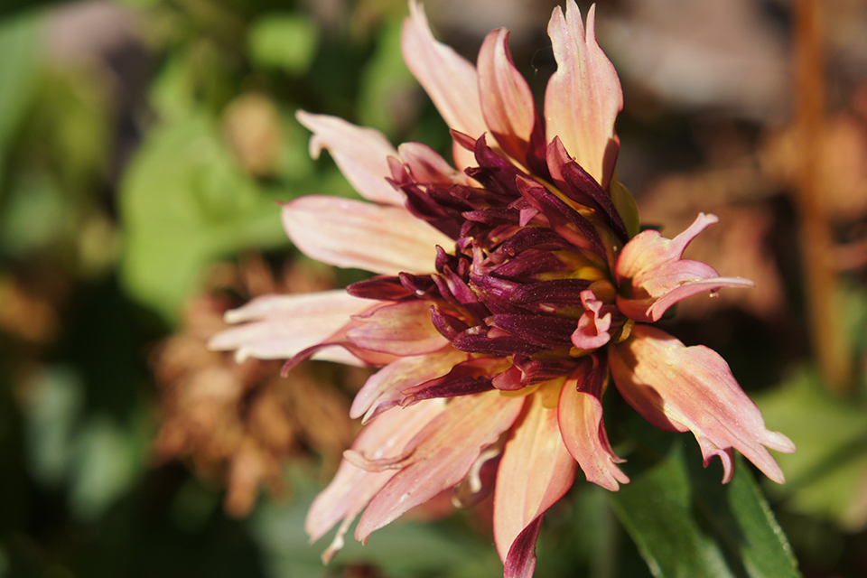 nex5flower.jpg