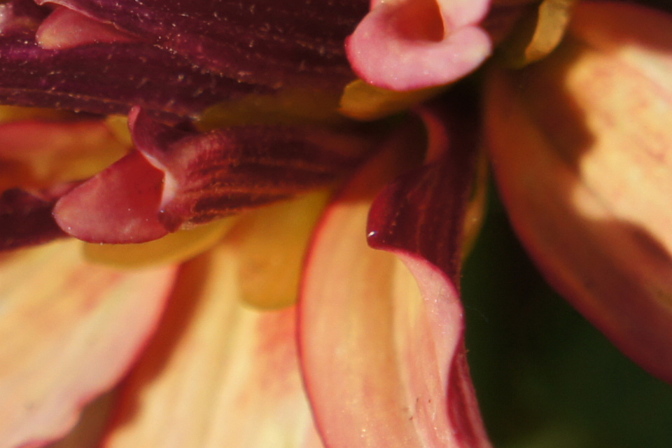 nex5flower100crop.jpg